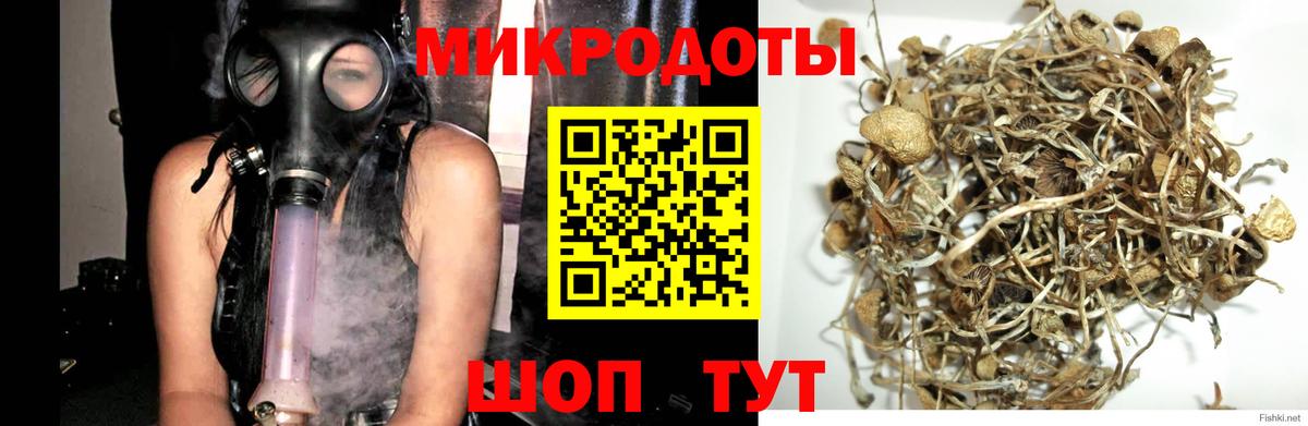 Псилоцибиновые грибы Psilocybine cubensis Красноярск